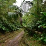 Humans lived in african rainforests 150,000 years ago: study