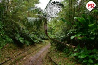 Humans lived in african rainforests 150,000 years ago: study