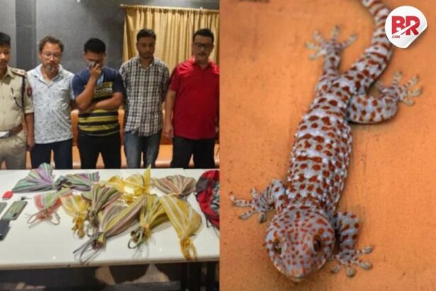 Rare tokay gecko lizards seized in assam; 3 men caught trying to sell them for ₹60 lakh each