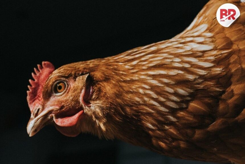 Bird flu outbreak in telangana