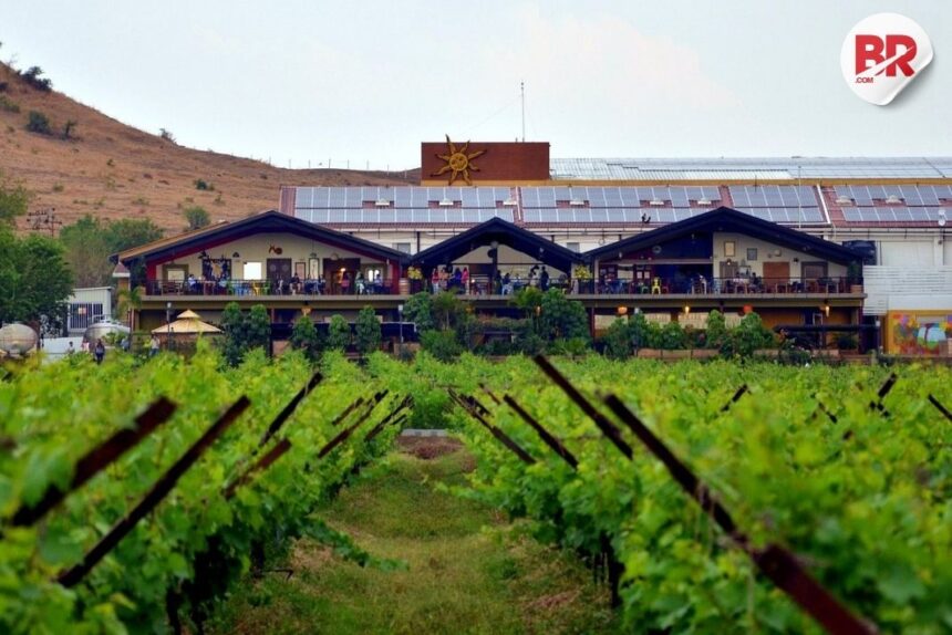 Sula vineyards