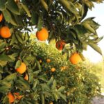 35,000 jobs at risk: us tariffs squeeze south africa’s citrus lifeline