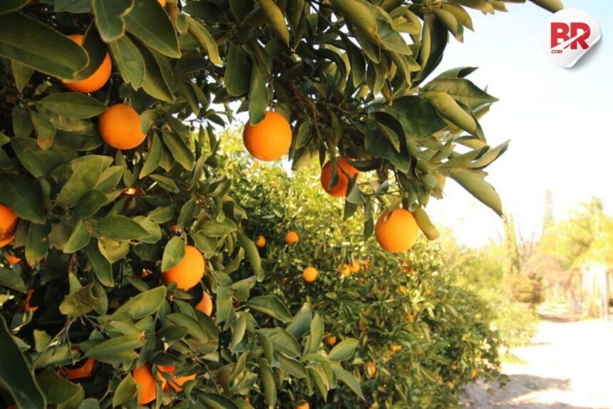 35,000 jobs at risk: us tariffs squeeze south africa’s citrus lifeline
