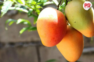Mangoes have been chemically ripened