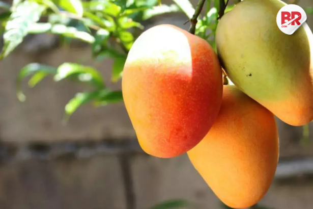 Mangoes have been chemically ripened
