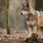 Indian grey wolf