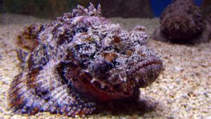 Stone fish first aid 1