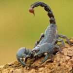 This animal's poison is 1,200 times more dangerous than cyanide