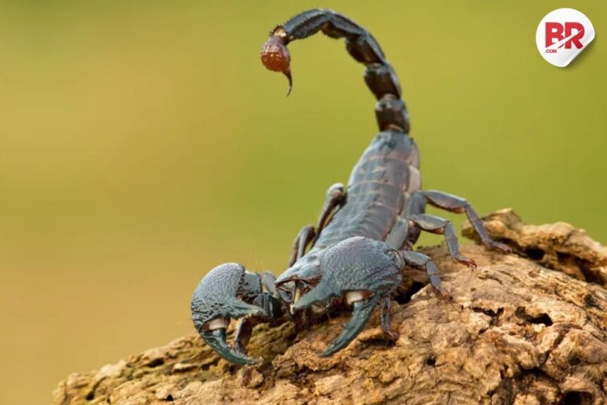 This animal's poison is 1,200 times more dangerous than cyanide