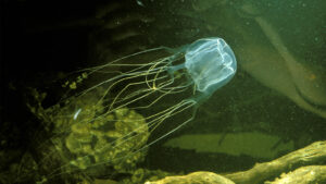 Box jelly