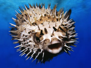 Pufferfish closeup 4x3