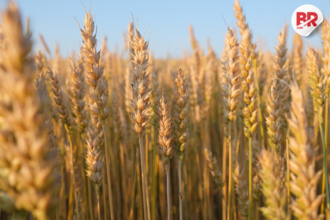 Us wheat