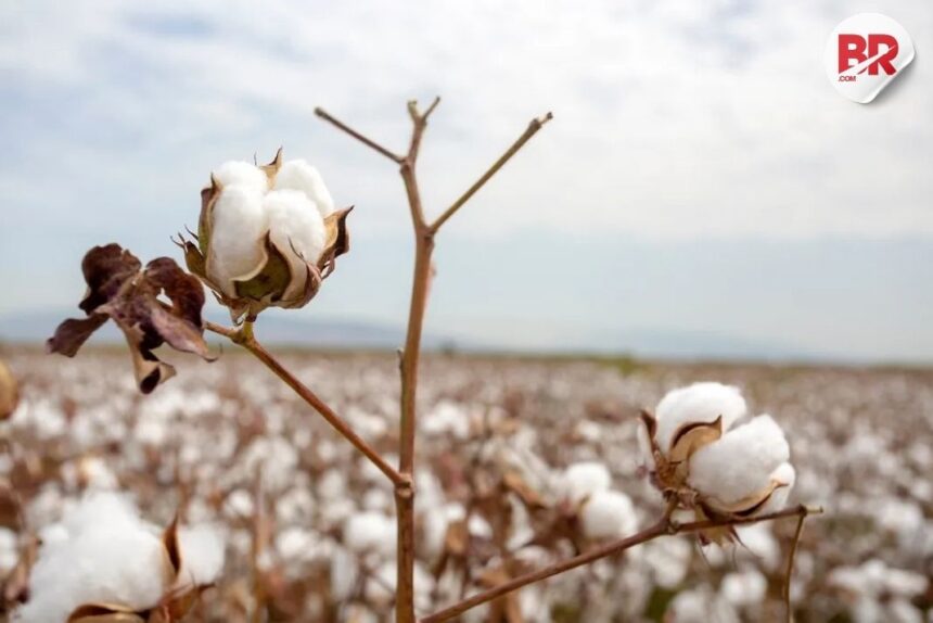 Cotton