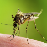Vector-borne diseases