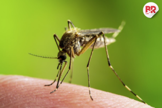 Vector-borne diseases