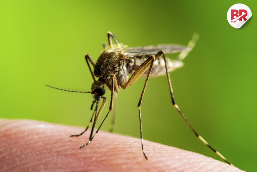 Vector-borne diseases