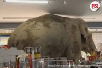 Hungry elephant raids thai grocery store for snacks