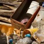 Stray dog carries dead newborn at m. P. Hospital; probe on