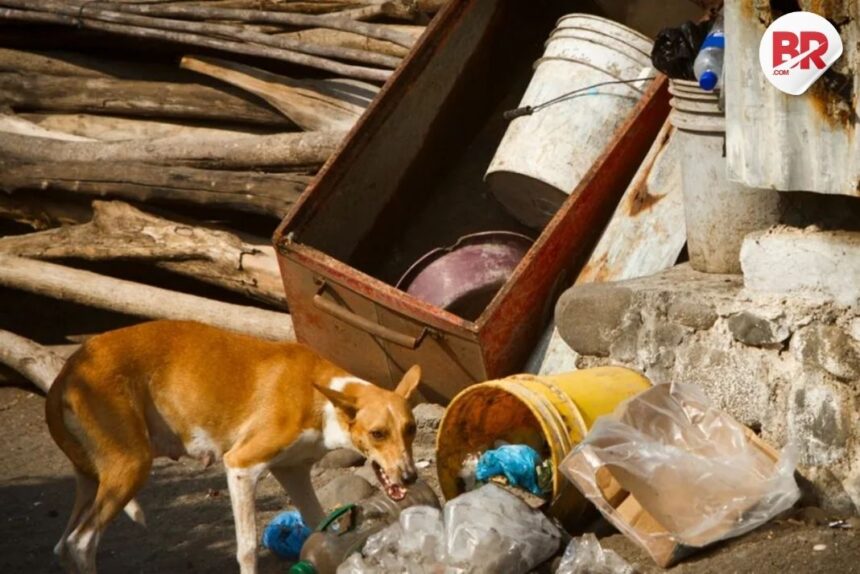 Stray dog carries dead newborn at m. P. Hospital; probe on