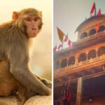 Monkey steals jewellery bag worth ₹20 lakh in vrindavan