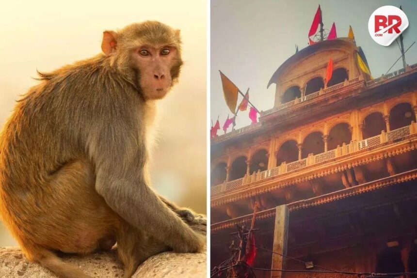Monkey steals jewellery bag worth ₹20 lakh in vrindavan
