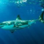 Great white sharks spotted off maine coast