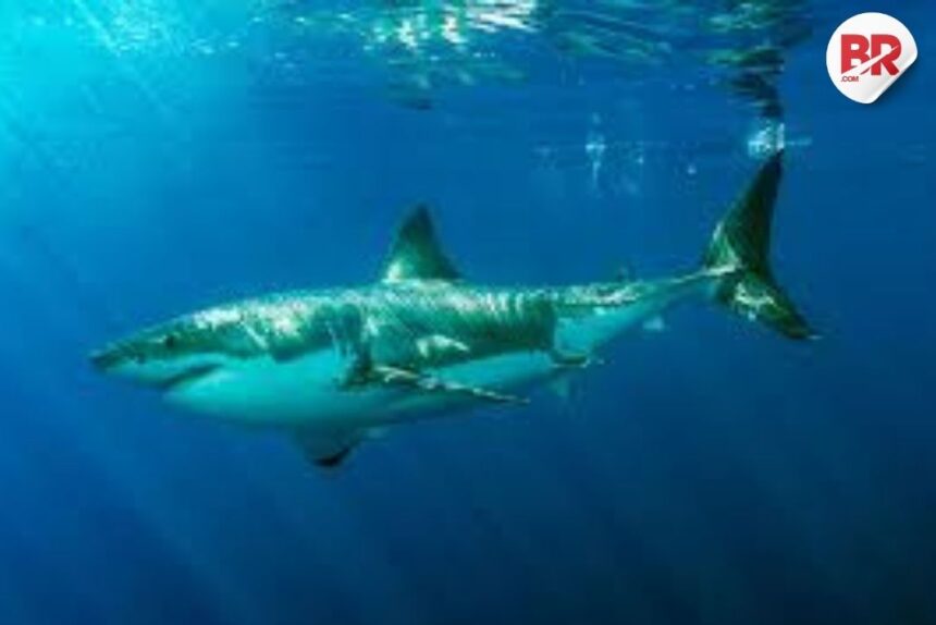 Great white sharks spotted off maine coast