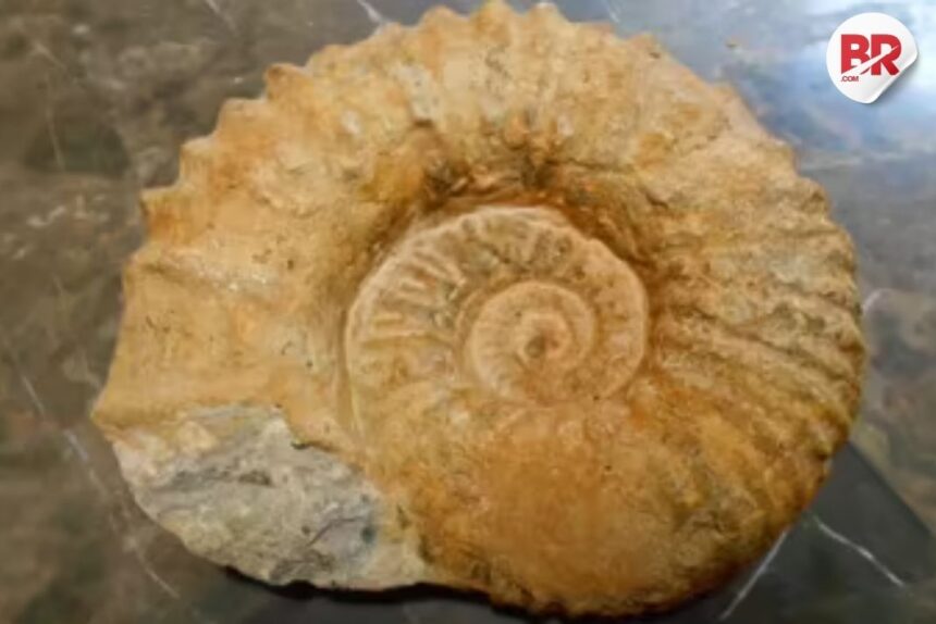 Life after dinosaur extinction