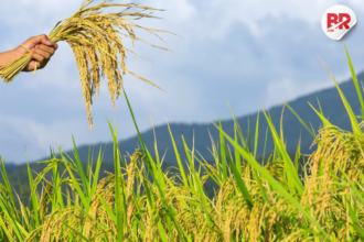 Indogulf cropsciences