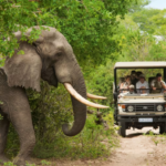 South african game reserve