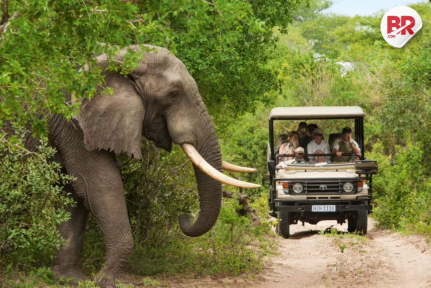 South african game reserve