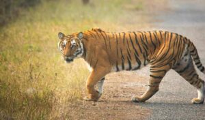Female tiger