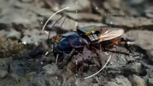 Germany turns cockroaches into tiny spies with ai-powered backpacks 2 From lab to battlefield how the spy cockroach works