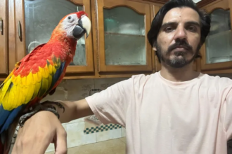 Asad toor parrots 1 1752349945