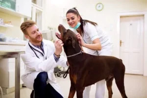 Qatar and belarus join hands to develop local veterinary vaccines and fight animal diseases 2 Working specialty referral vet practice winter haven fl